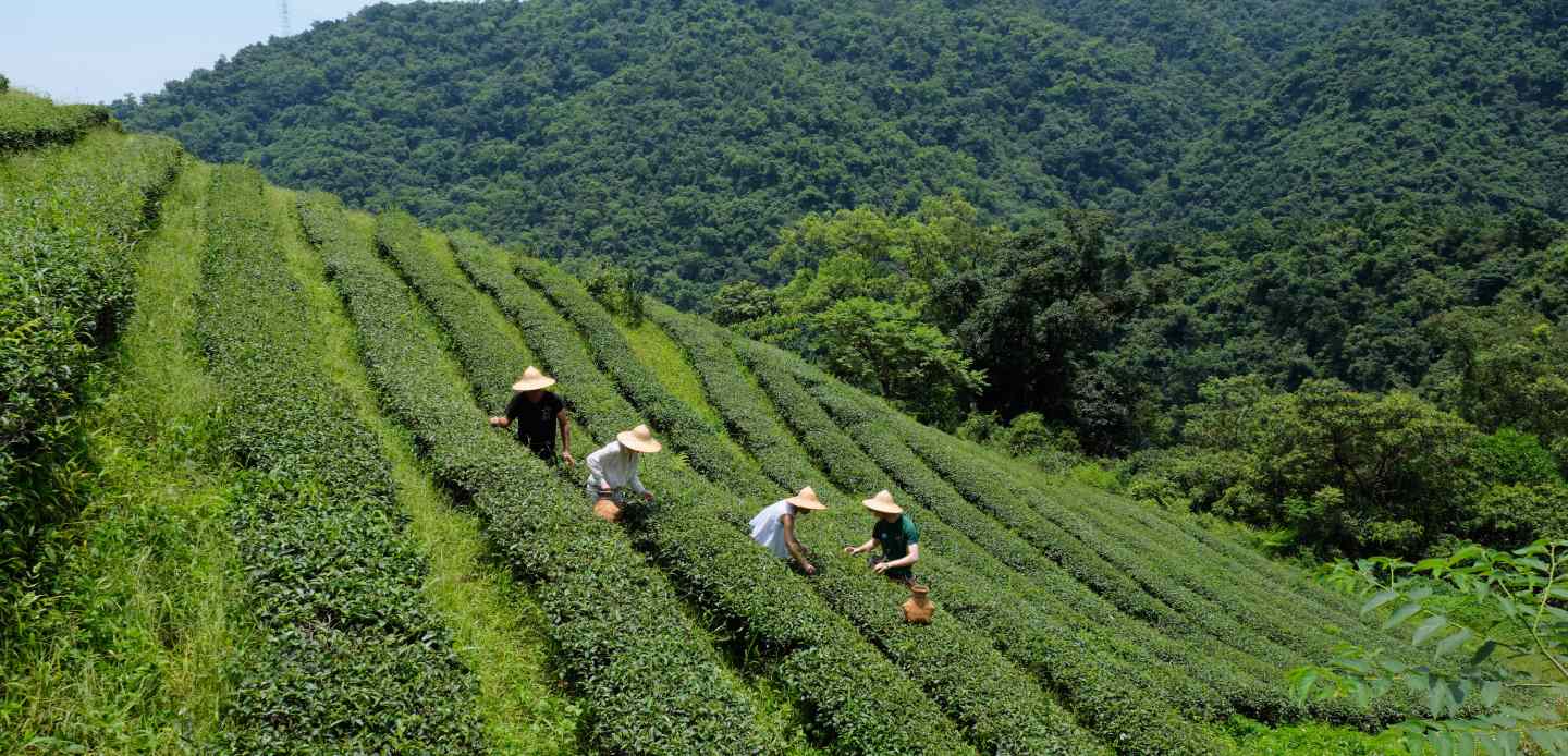 【宜蘭】有機茶園， 精釀啤酒導覽