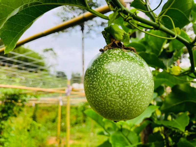橘二代果園肥美果實(照片出處:橘二代Facebook粉絲團)