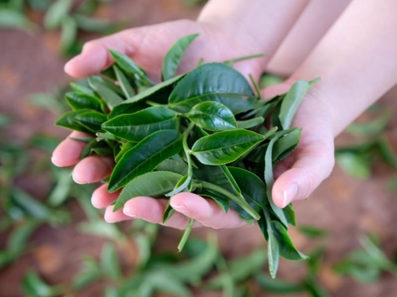 茶畑で農家の方と一緒に手作業で茶葉を摘み取ります