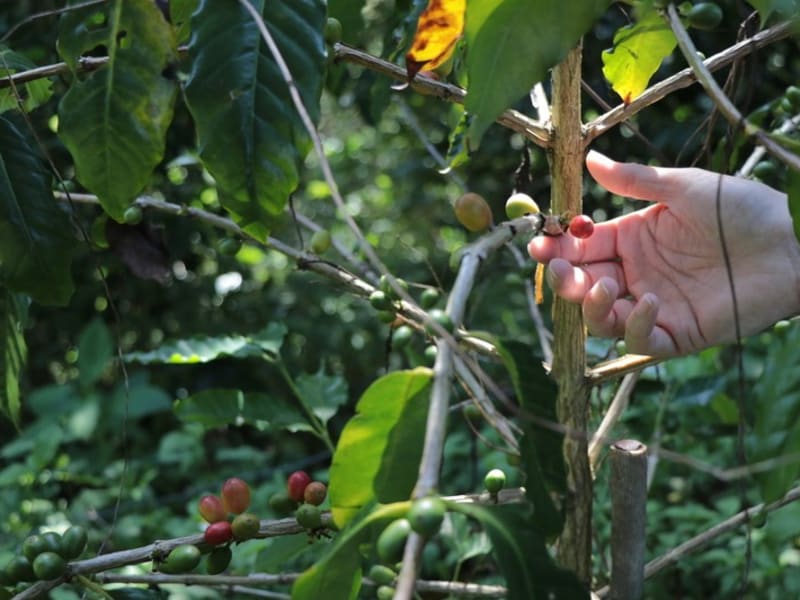 Natural farming coffee farm in Taiwan's East coast.